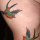 tattoo-ideas-sparrows-and-swallows