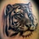 tiger-tattoos-and-meanings-tiger-tattoo-designs-and-ideas