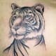 tiger-tattoos-and-meanings-tiger-tattoo-designs-and-ideas