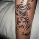 tiger-tattoos-and-meanings-tiger-tattoo-designs-and-ideas