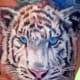 tiger-tattoos-and-meanings-tiger-tattoo-designs-and-ideas