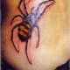 Spider with banded abdomen
