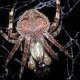 A real spider