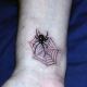 Spider in web