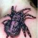 Tarantula