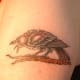 Raven tattoo.