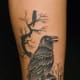 raven-tattoos-and-meanings-raven-tattoo-designs-and-ideas-raven-tattoo-pictures