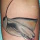 stingray-tattoos-and-designs-stingray-tattoo-meanings-tribal-stingray-tattoos-and-meanings