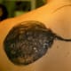 stingray-tattoos-and-designs-stingray-tattoo-meanings-tribal-stingray-tattoos-and-meanings