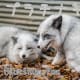 Platinum Fox (Platinum-kitsune)