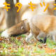 Red Fox (Kitakitsune)