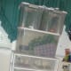 Leopard geckos hatchlings and gargoyle breeders