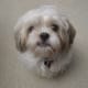 grooming-your-shih-tzu-simple-ways-to-keep-your-dog-clean