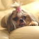 Female Dogs