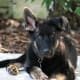 working-german-shepherds-as-pets-and-companions