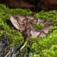 A juvenile copperhead: Note the Yellow Tail!