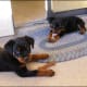 Petra and Kaiser, two rottweiler puppies, at 8 weeks old