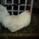 White Ameraucana Rooster