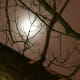 December Moon through Tree Branches