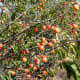 Growing conditions and type may produce golden fruits...