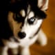 Young black-and-white Siberian.