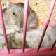 hamsters-communicate