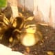 how-to-raise-baby-ducklings