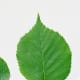 Paper Birch Leaf