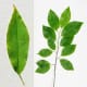 Black Cherry Leaves