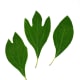 Sassafras Leaves