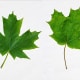 Sugar Maple Leaves