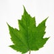 Red Maple Leaf