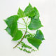 (Poplar) Eastern Cottonwood Leaves and Seed Fruit
