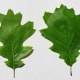 Northern Red Oak Leaves