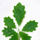Northern Red Oak Leaves from Young Sapling