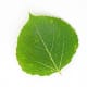 Quaking Aspen Leaf