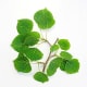 Quaking Aspen Leaves