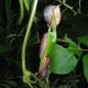 Slugs Eating My Precious Beans Which I Had Watered And Nurtured For Many Weeks (The Beans, Not The Slugs)