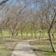 Path through grove of trees