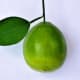 Bearss/Persian lime