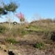 Xeriscape garden in the winter months of the year
