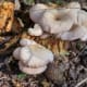 Mushrooms in the Forest Preserve Area of the Park