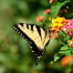 Black Swallowtail Butterfly