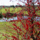 Wetland garden view