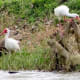 White Ibis and Fulvous Whistling Ducks (photo taken in another park)