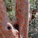 Forest Preserve Photo