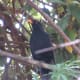 Mr Blackbird