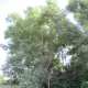Willow Trees