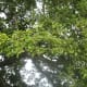 Mighty Oak