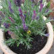 Bees Love Lavender